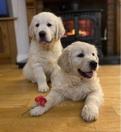 Whatsapp Me +972555074990 Golden Retriever Puppies 1