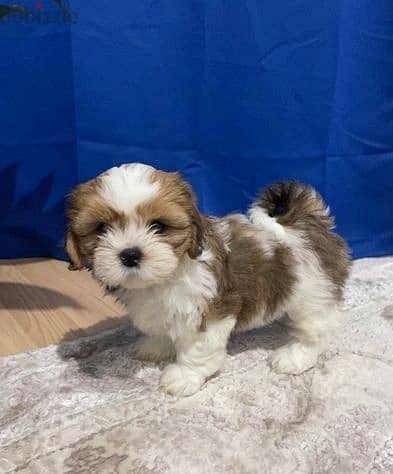 Whatsapp Me +966588993320 Shih Tzu Puppies