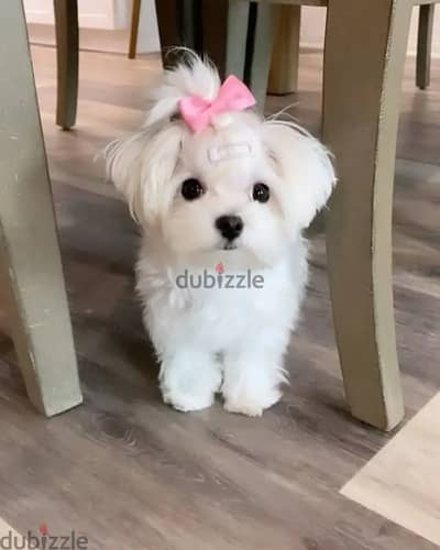 Maltese puppies// Whatsapp +97455937699