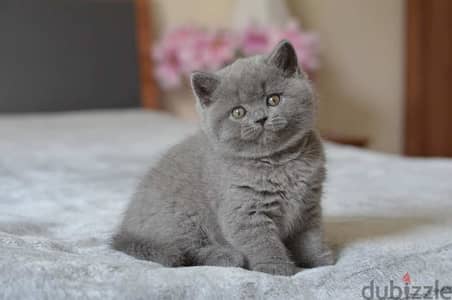 British shorthair kitten available