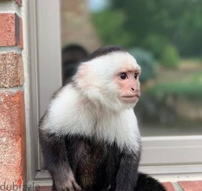 Capuchin Monkey Available