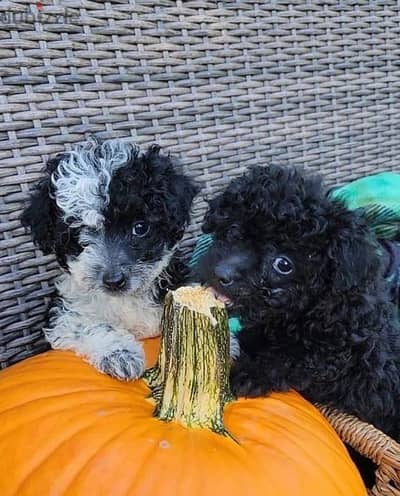 Poodle puppies