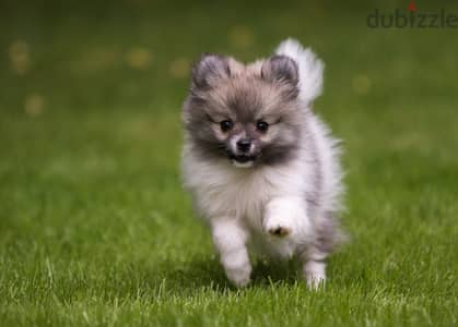 Pomeranian puppies available