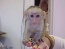 Capuchin monkey available