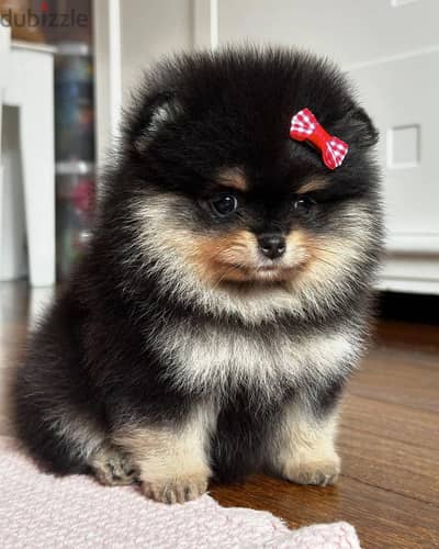 Pomeranian puppies