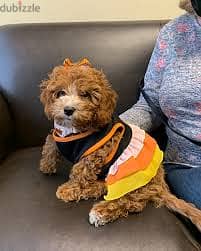 Male and female poodle puppy