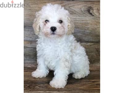 Poodle puppies