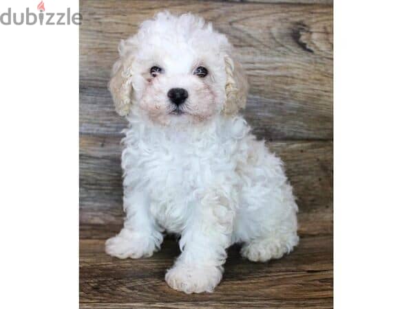 Poodle puppies 0