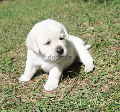 Labrador Retriever Puppies// Whatsapp me +972553390216.