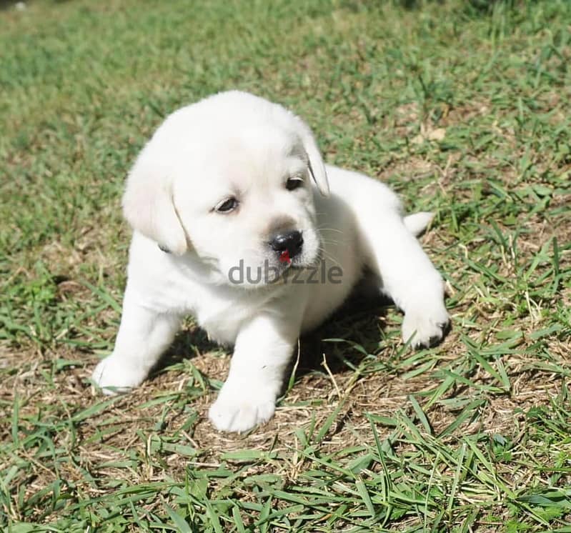 Labrador Retriever Puppies// WhatsApp Me +972555077288 0