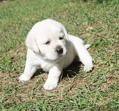 Labrador Retriever Puppies// WhatsApp Me +972555077288