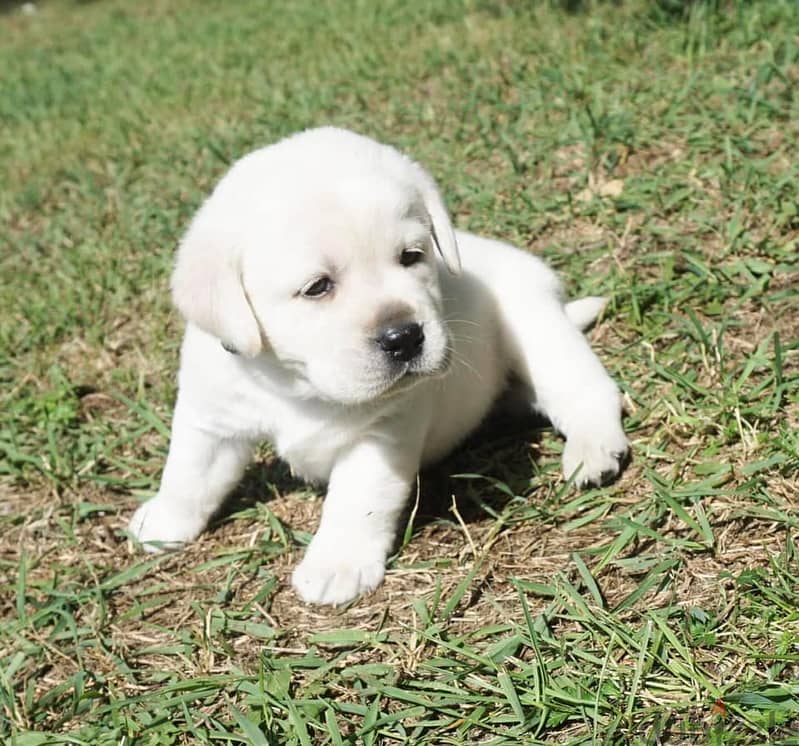 Labrador Retriever Puppies// WhatsApp Me +972555077288 0