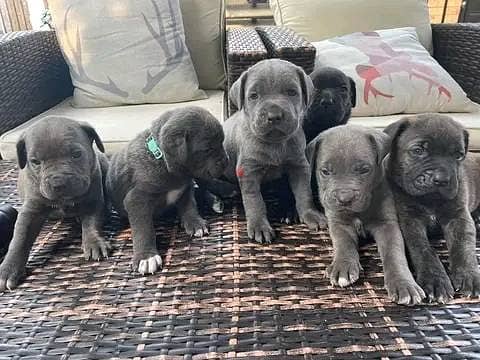 Cane Corso Puppies// WhatsApp Me +972555077288 0