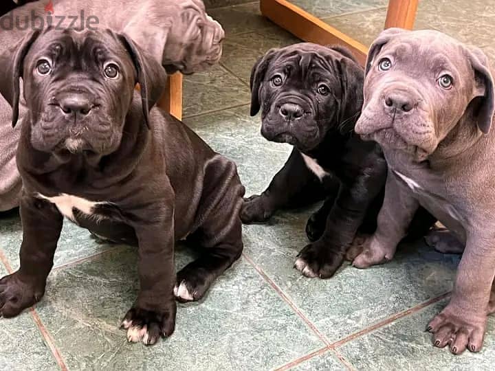 Cane Corso Puppies// WhatsApp Me +972555077288 1