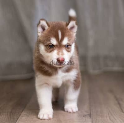 Siberian Husky Puppies// Whatsapp me +972553390216.