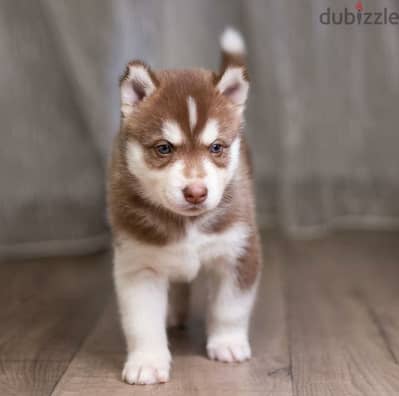 Siberian Husky Puppies// WhatsApp Me +972555077288