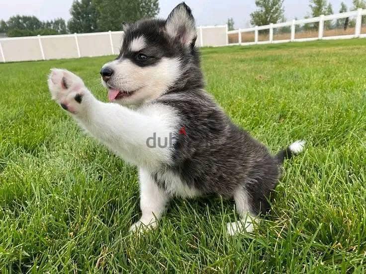 Siberian Husky Puppies// WhatsApp Me +972555077288 1