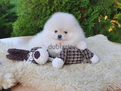 Pomeranian Puppies// WhatsApp Me +972555077288