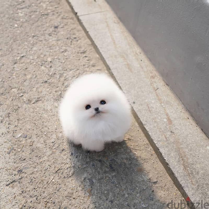 Pomeranian Puppies// WhatsApp Me +972555077288 1