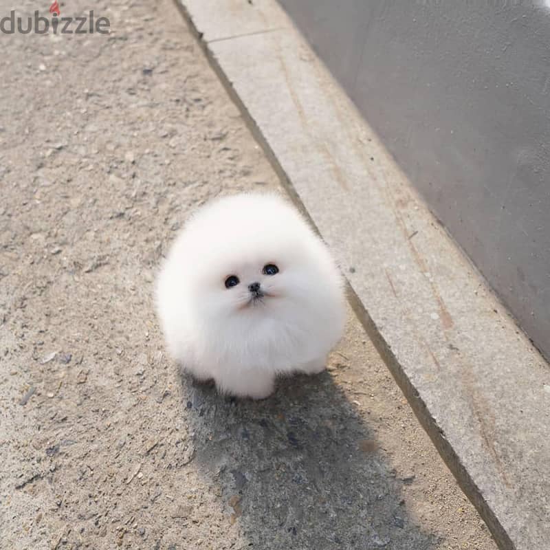 Pomeranian Puppies// WhatsApp Me +972555077288 1