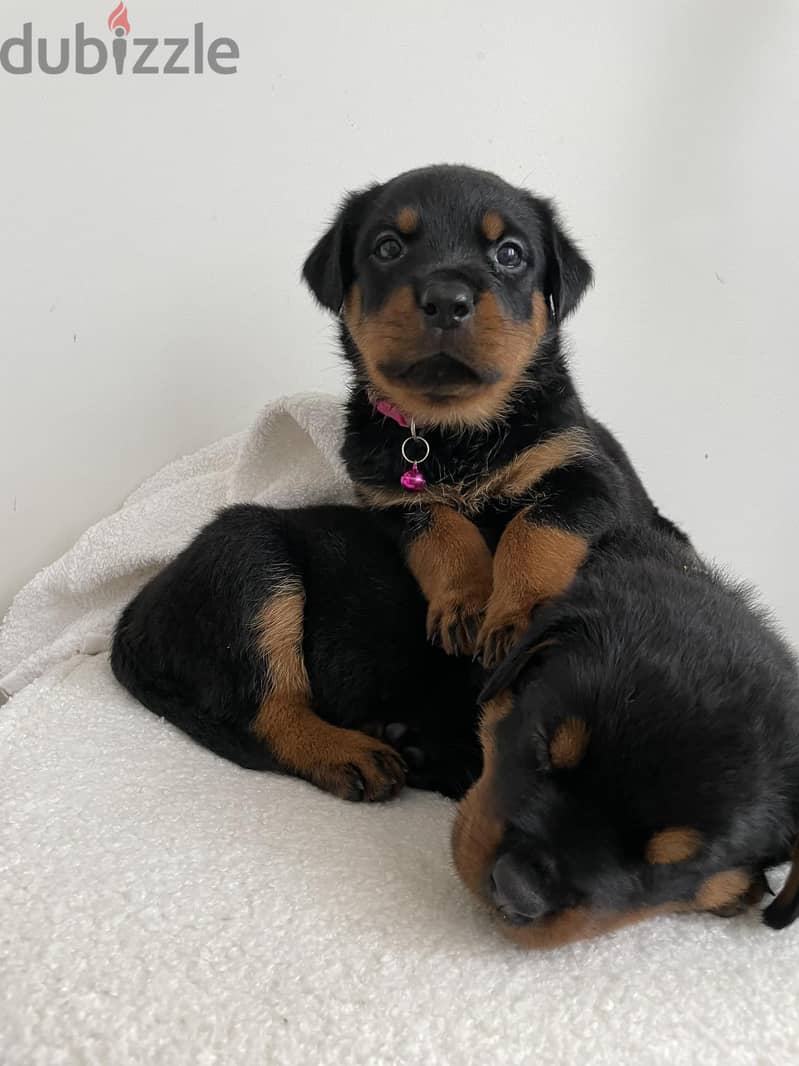 Rottweiler Puppies// WhatsApp Me +972555077288 0