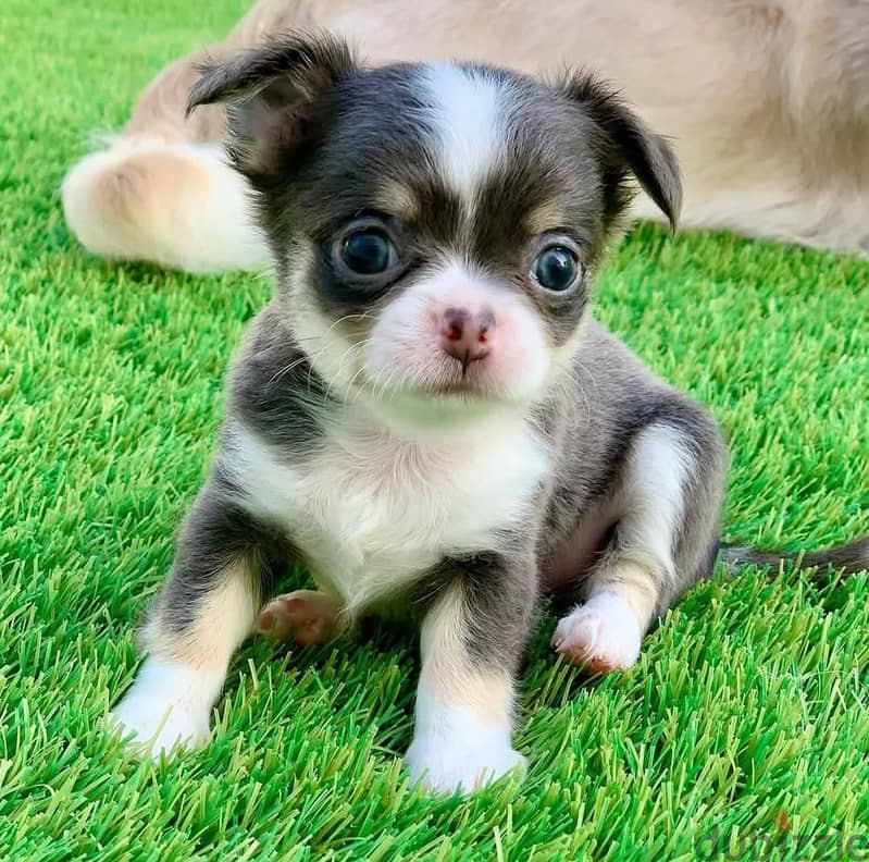 Chihuahua Puppies// WhatsApp Me +972555077288 1