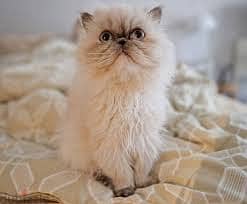 Whatsapp Me +96878738119 Persian cat for sale