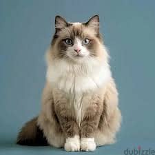 Whatsapp Me +96878738119 Ragdoll for sale