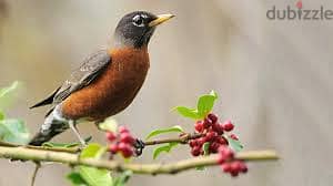 Whatsapp Me +96878738119 Amercian Robin for sale