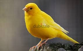 Whatsapp Me +96878738119 Canary for sale