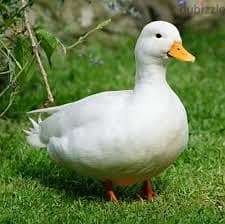 Whatsapp Me +96878738119 Duck for sale 0