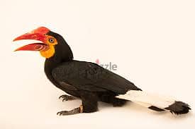 Whatsapp Me +96878738119 Hornbill for sale