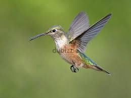 Whatsapp Me +96878738119 Hummingbird for sale