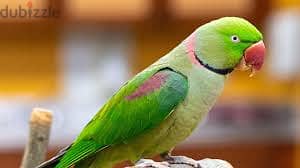 Whatsapp Me +96878738119 Parakeet for sale