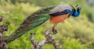 Whatsapp Me +96878738119 Peacock for sale