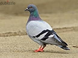 Whatsapp Me +96878738119 Rock Pigeon for sale 0