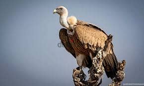 Whatsapp Me +96878738119 Vulture for sale 0