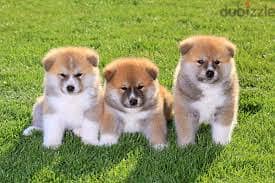 Whatsapp Me +96878738119 Akita for sale 0