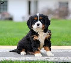 Whatsapp Me +96878738119 Bernese Mountain Dog for sale 0