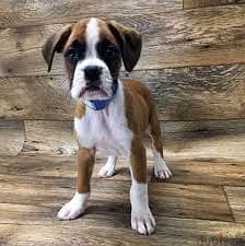 Whatsapp Me +96878738119 Boxer for sale