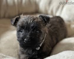 Whatsapp Me +96878738119 Cairn Terrier for sale 0