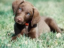 Whatsapp Me +96878738119 Chesapeake Bay retriever  for sale