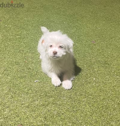 Maltese dog - female for sale