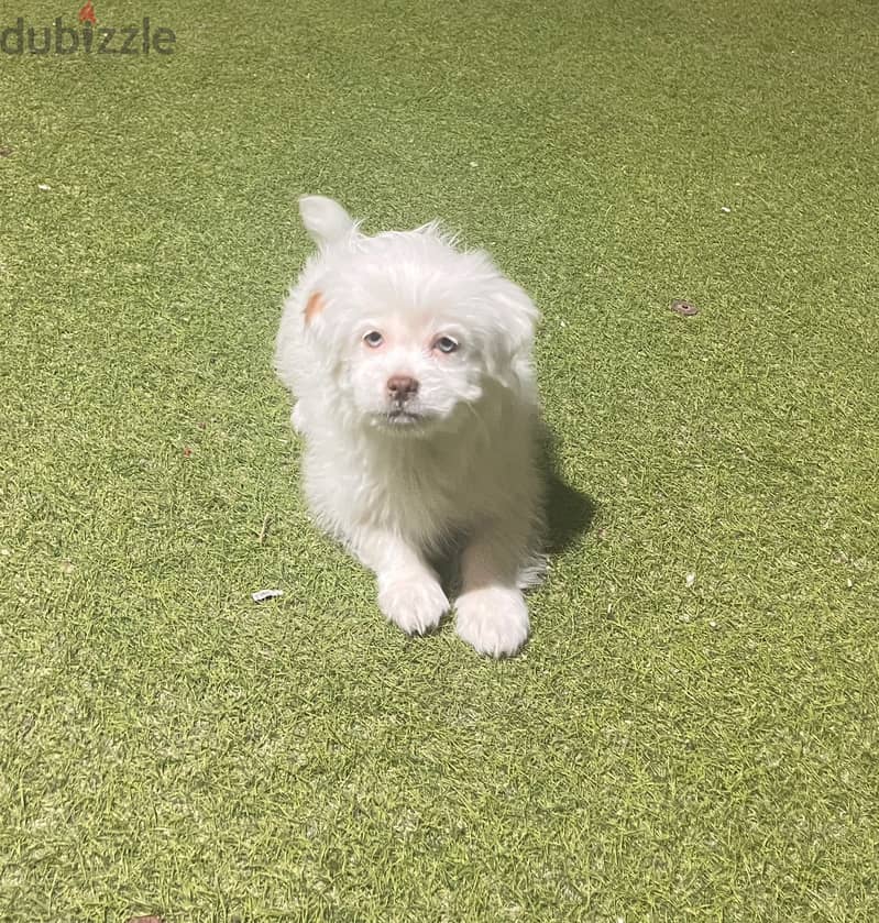 Maltese dog - female for sale 0