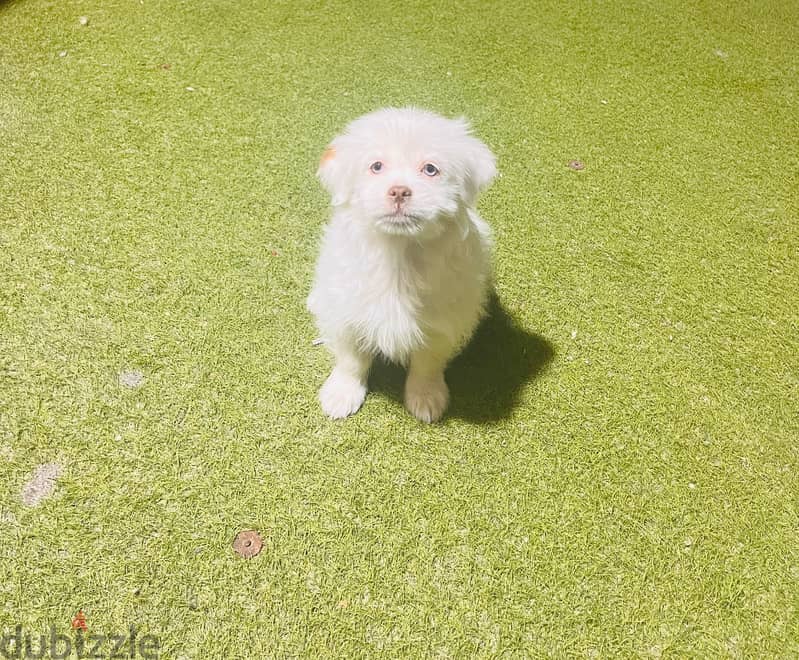 Maltese dog - female for sale 1