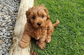 Whatsapp Me +96878738119 Cavapoo for sale 0