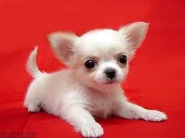 Whatsapp Me +96878738119 Chihuahua for sale