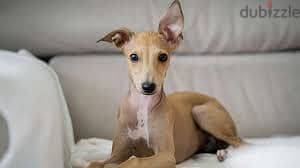 Whatsapp Me +96878738119 Italian Greyhound for sale 0