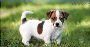 Whatsapp Me +96878738119 Jack Russell Terrier for sale