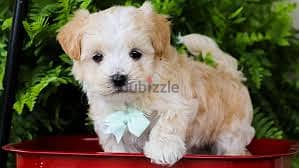 Whatsapp Me +96878738119 Maltipoo for sale